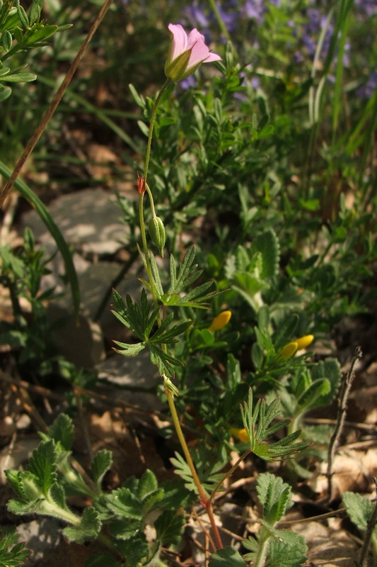 Image of Geranium columbinum specimen.