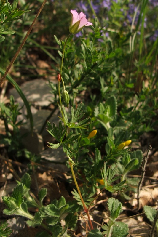 Изображение особи Geranium columbinum.