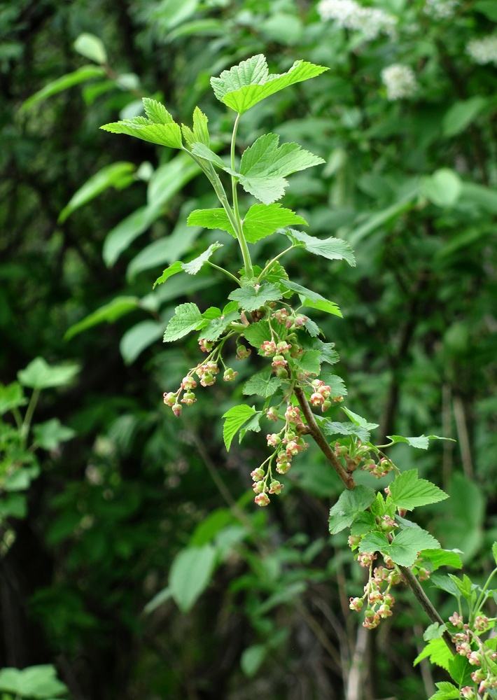 Image of Ribes nigrum specimen.