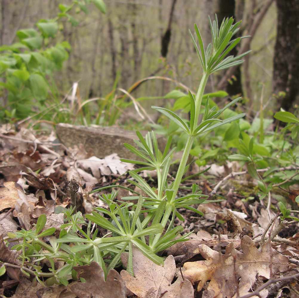 Изображение особи Galium aparine.