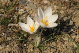 Crocus alatavicus. Цветущее растение. Казахстан, хр. Шолак, северней вдхр. Капчагай. 07.03.2015.