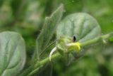 Image of taxon representative. Author is Павел Евсеенков