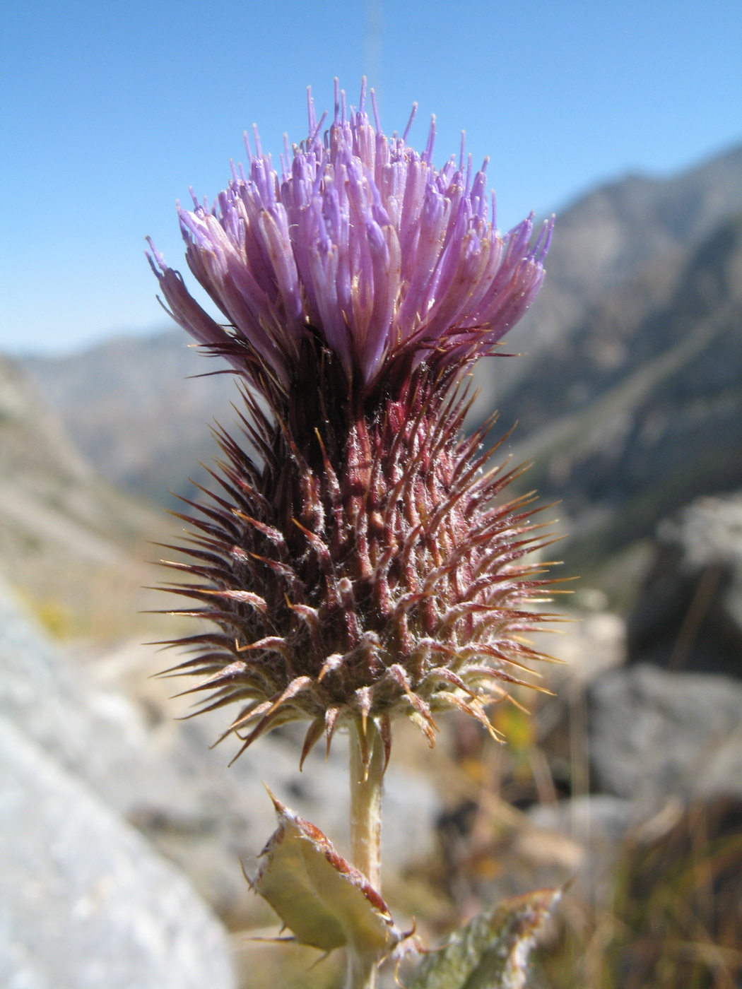 Image of Syreitschikovia spinulosa specimen.