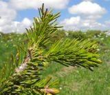 Abies nordmanniana. Верхушка ветви. Адыгея, Кавказский биосферный заповедник, хр. Каменное Море, ≈ 2000 м н.у.м., субальпийский луг. 13.06.2015.