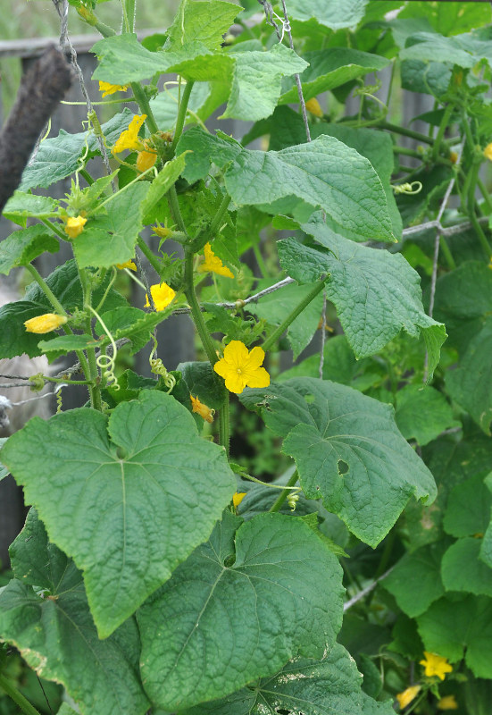 Image of Cucumis sativus specimen.