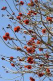 Erythrina caffra. Ветви с соцветиями. США, Калифорния, Санта-Барбара, возле Старой Миссии. 18.02.2014.