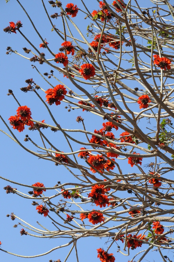 Image of Erythrina caffra specimen.