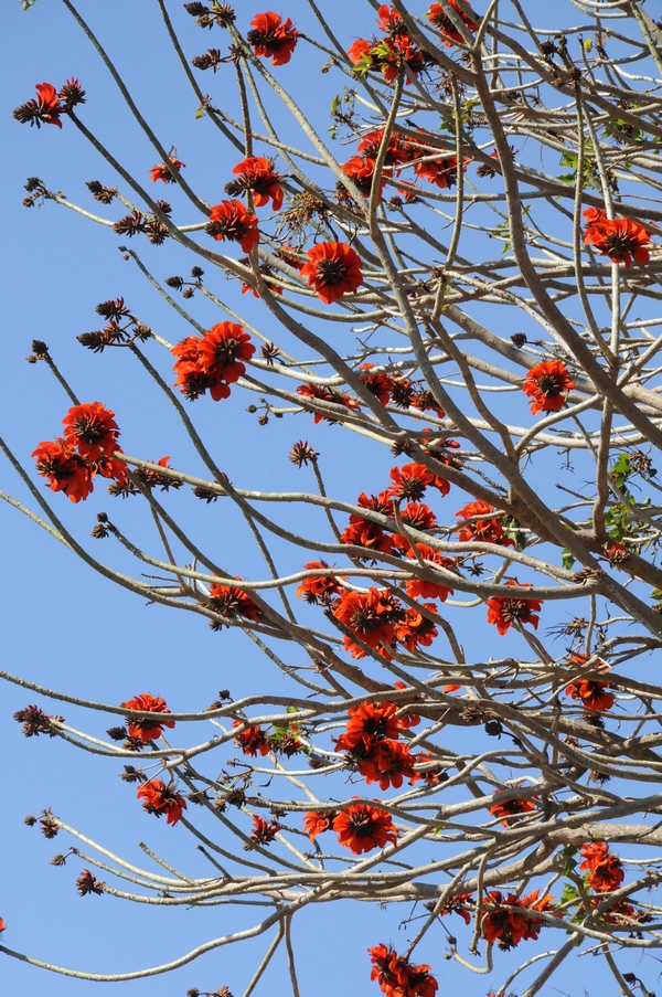 Изображение особи Erythrina caffra.