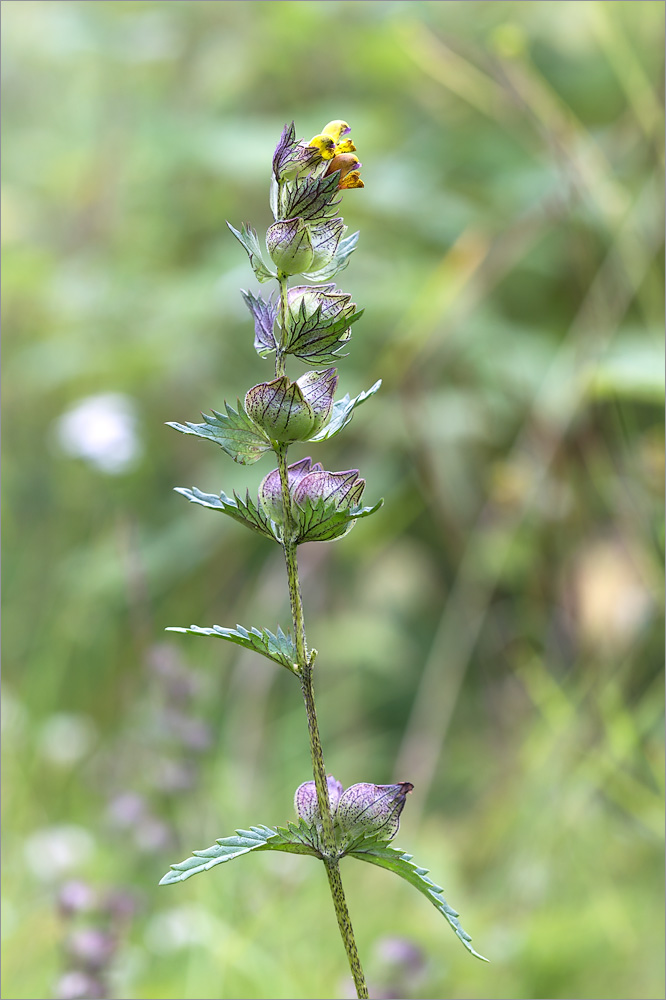 Изображение особи Rhinanthus minor.