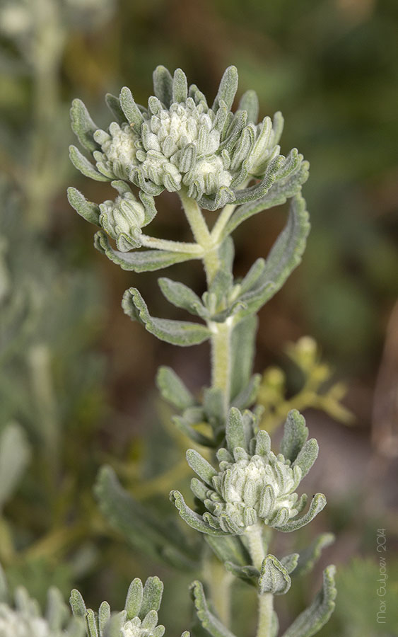 Изображение особи Teucrium capitatum.