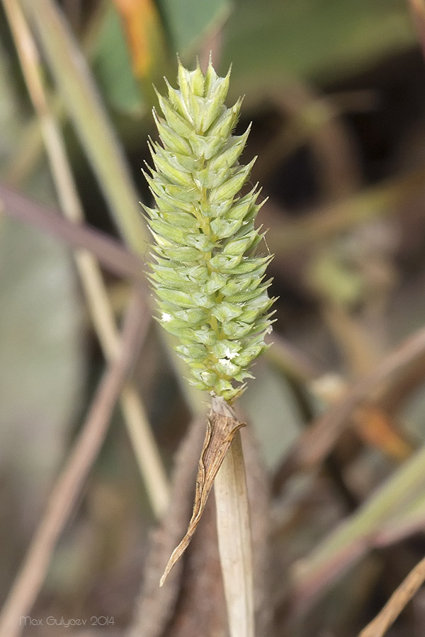 Изображение особи Phleum paniculatum.