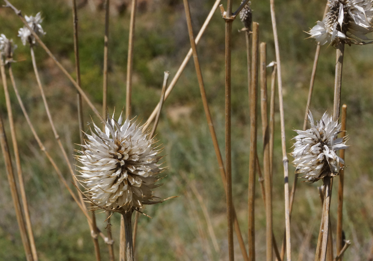 Image of Dipsacus dipsacoides specimen.