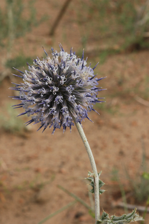 Изображение особи Echinops albicaulis.