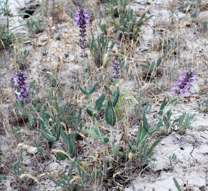 Изображение особи Salvia turcomanica.