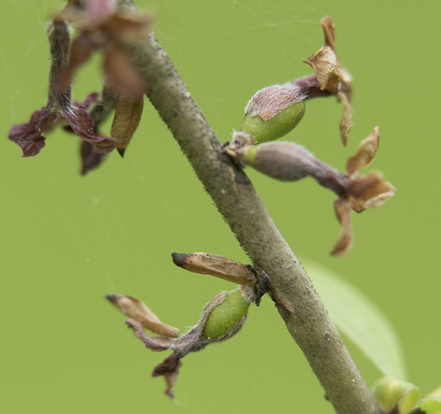 Image of Daphne mezereum specimen.