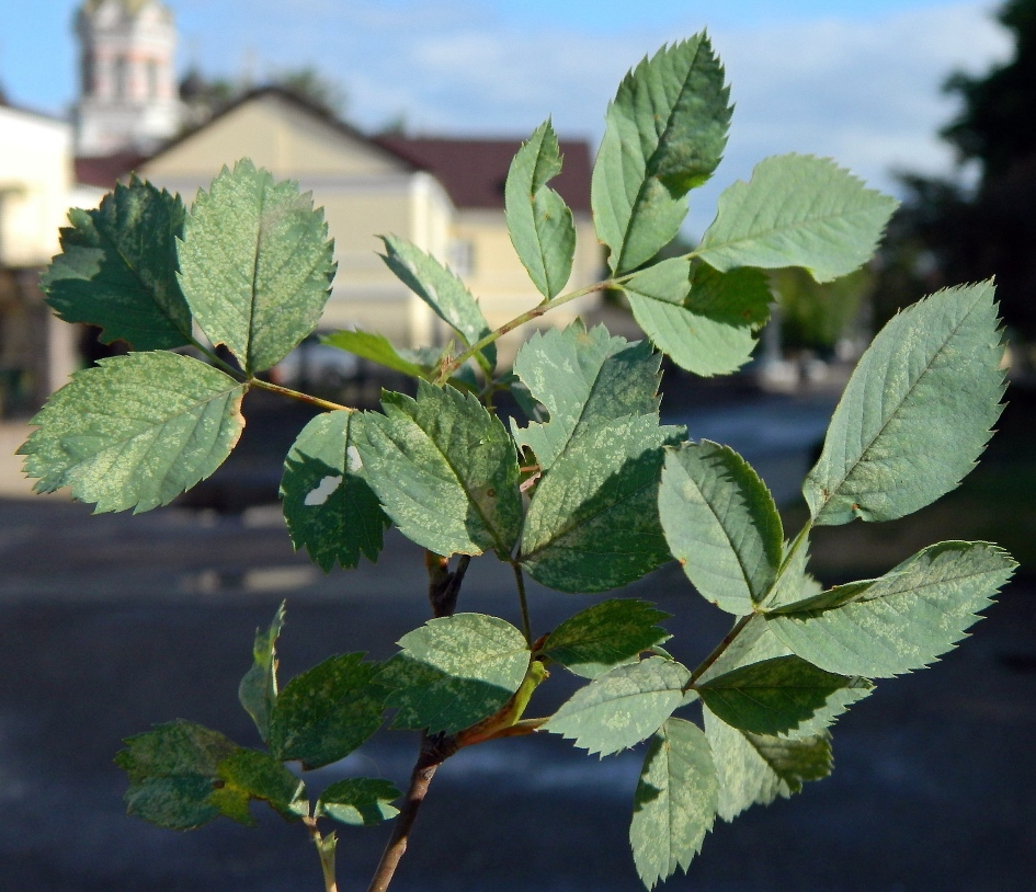 Image of Rosa glauca specimen.