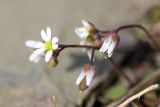 Erophila verna. Верхушка цветущего растения. Южный Казахстан, Сырдарьинский Каратау, р-н перевала Куюк. 21.03.2015.