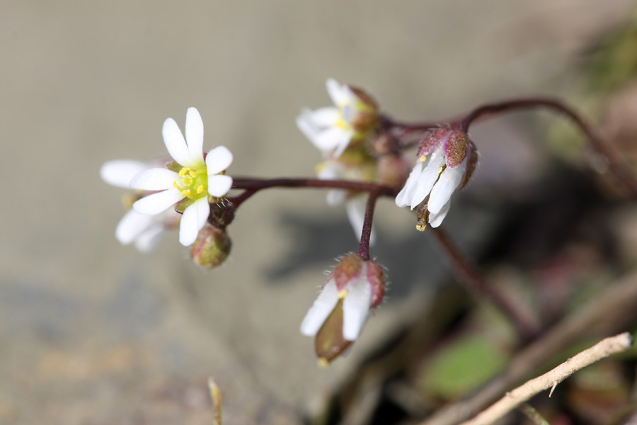 Изображение особи Erophila verna.