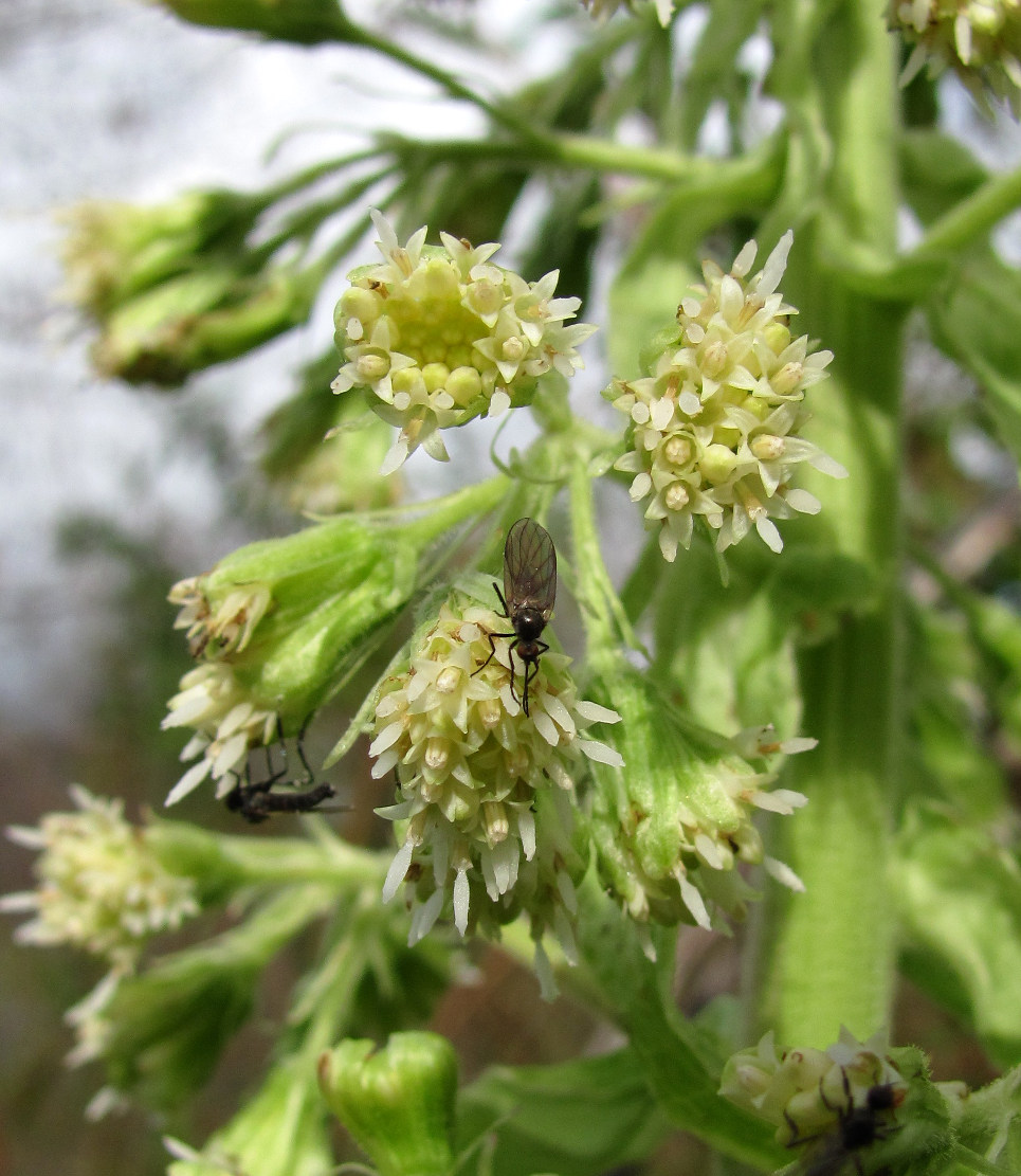 Image of Petasites albus specimen.