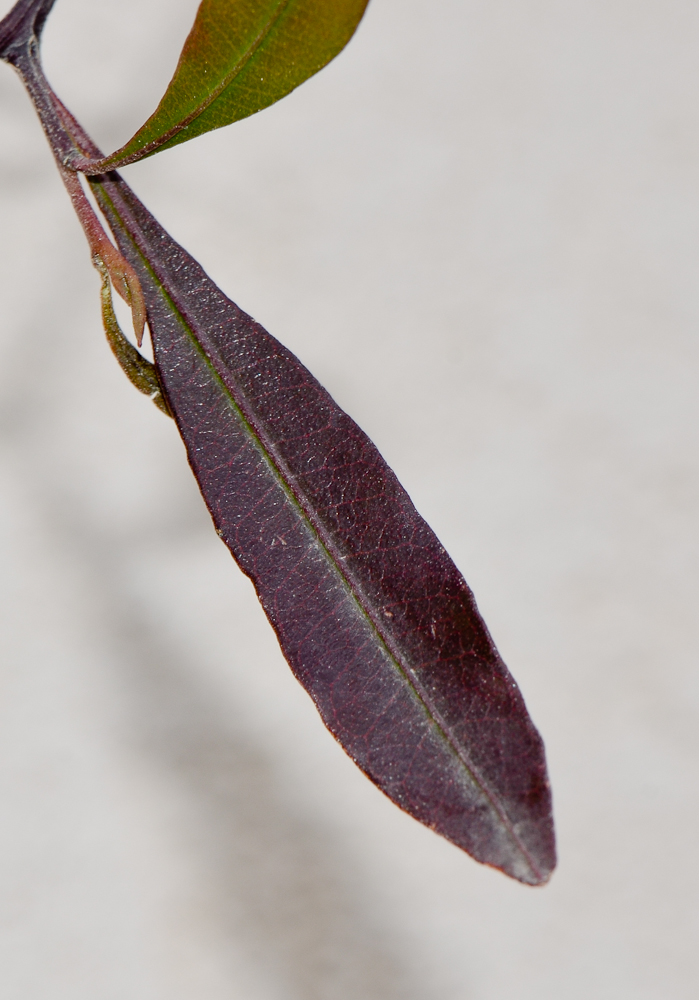Изображение особи Dodonaea viscosa.