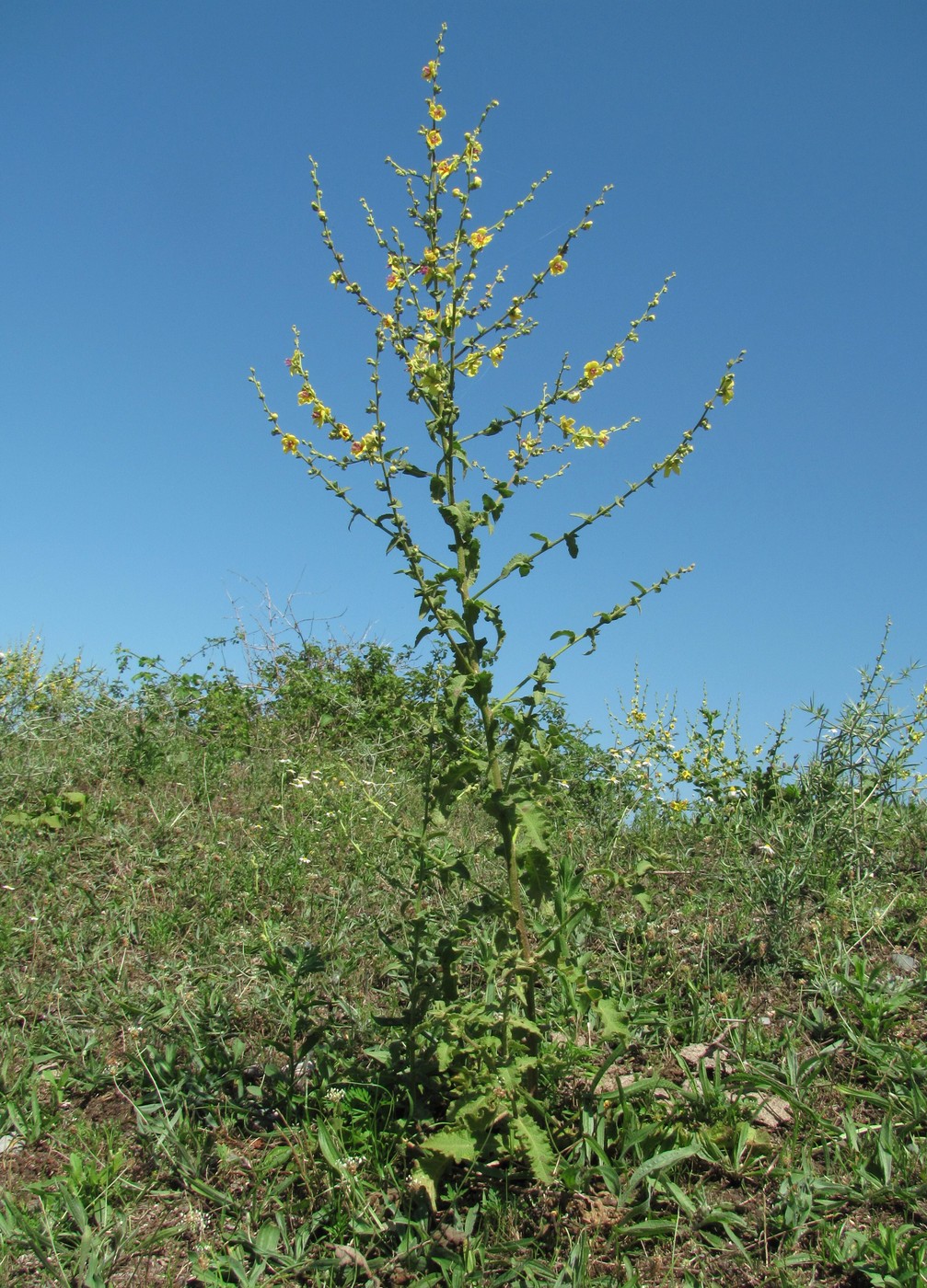 Изображение особи Verbascum sinuatum.