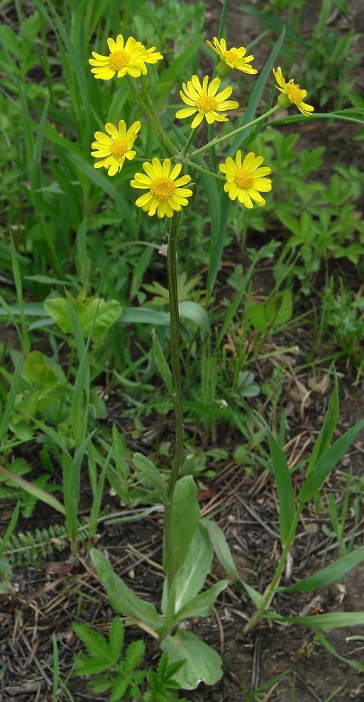 Изображение особи Tephroseris integrifolia.