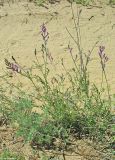 Astragalus varius