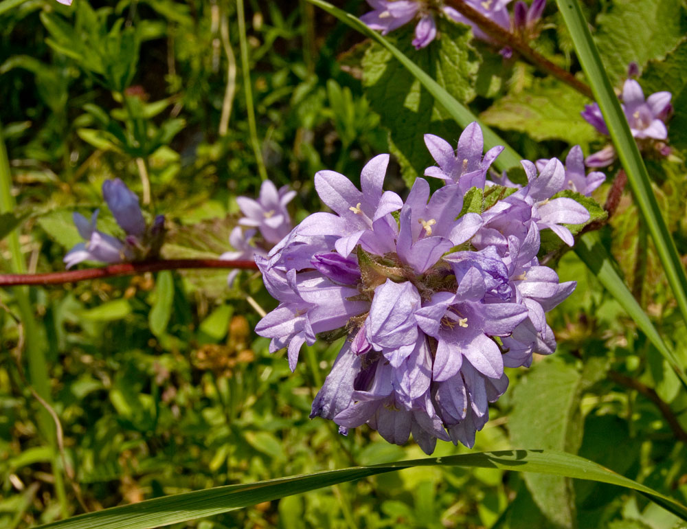 Image of Campanula glomerata specimen.