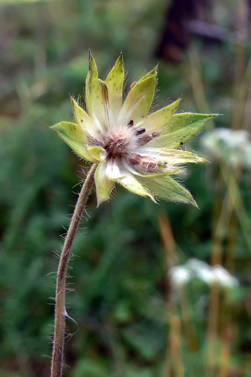 Изображение особи Knautia arvensis.