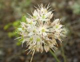 Allium savranicum