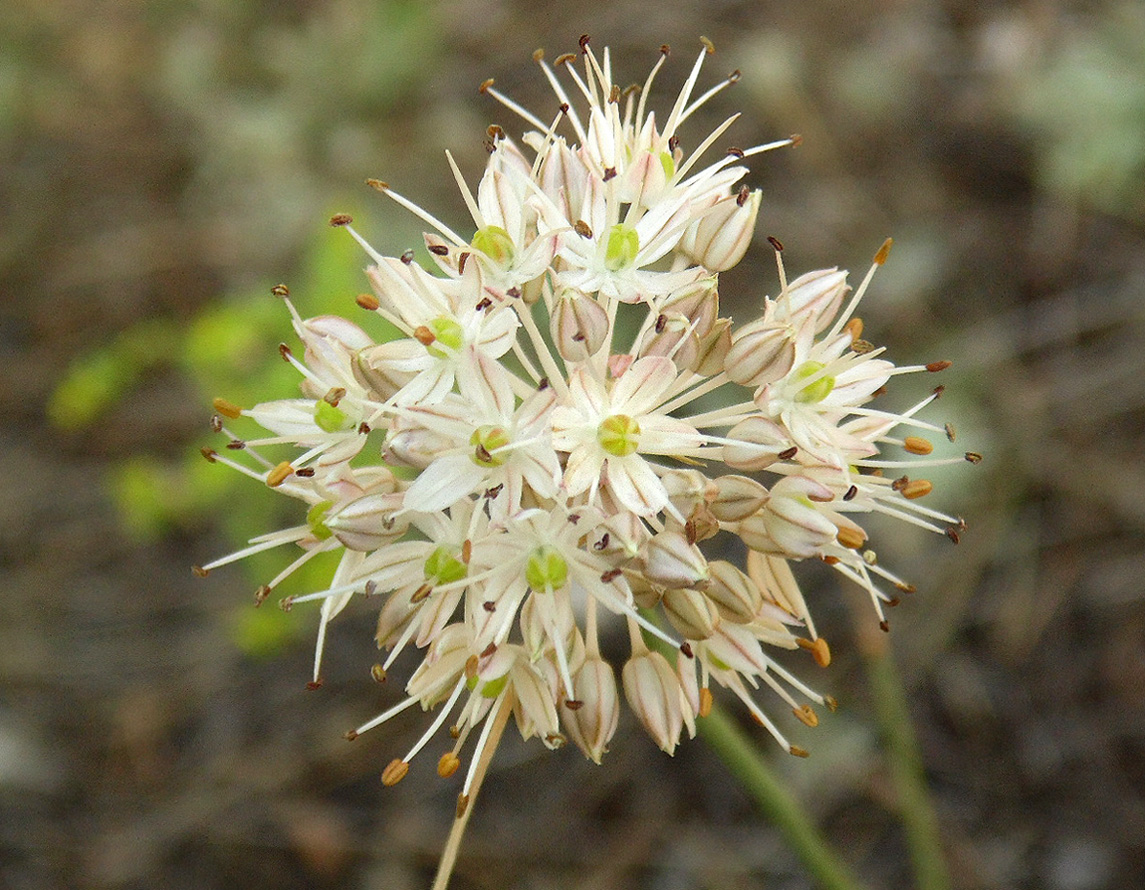 Image of Allium savranicum specimen.