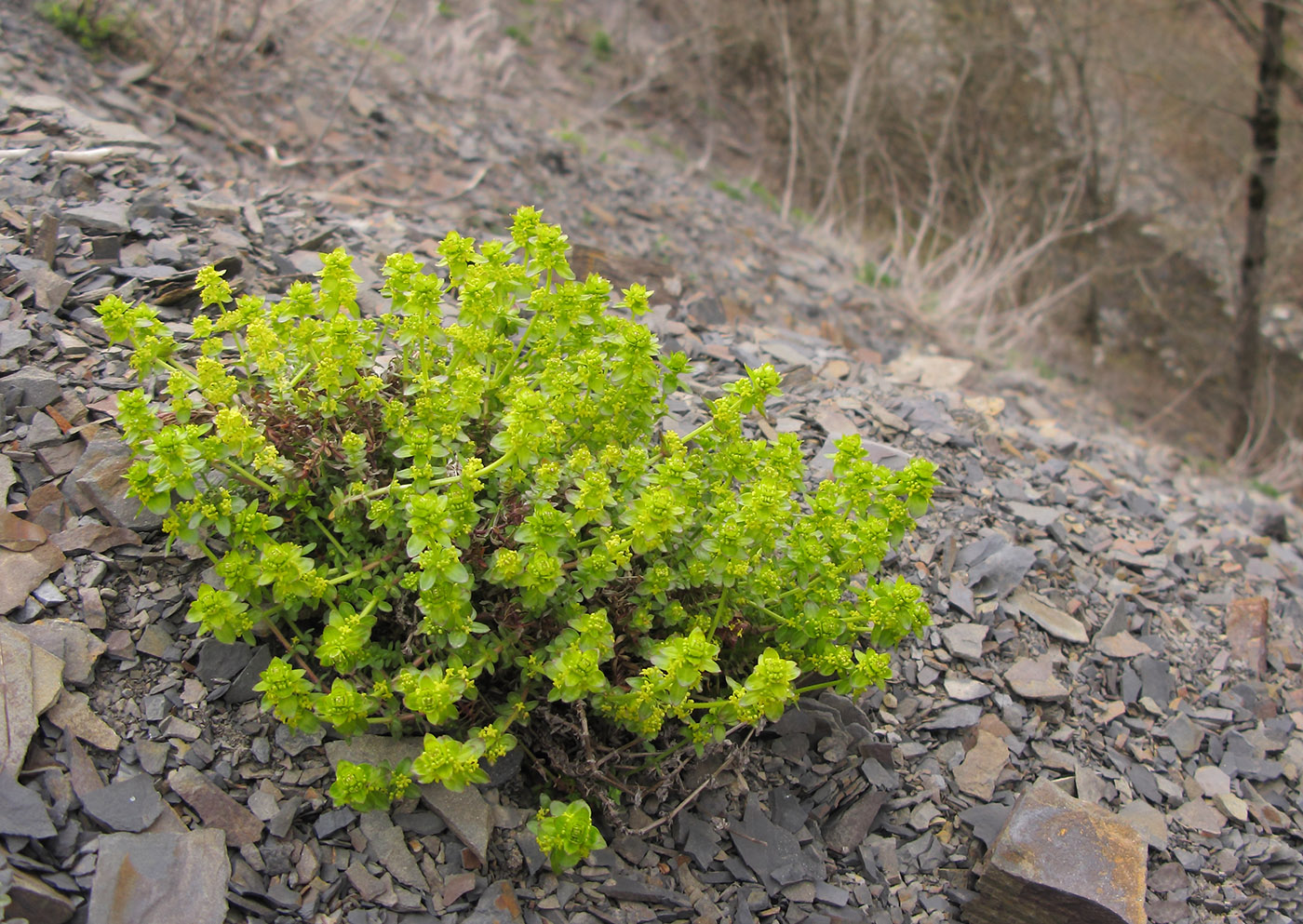 Image of Cruciata laevipes specimen.