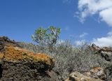 Kleinia neriifolia