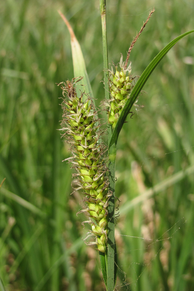 Изображение особи Carex riparia.