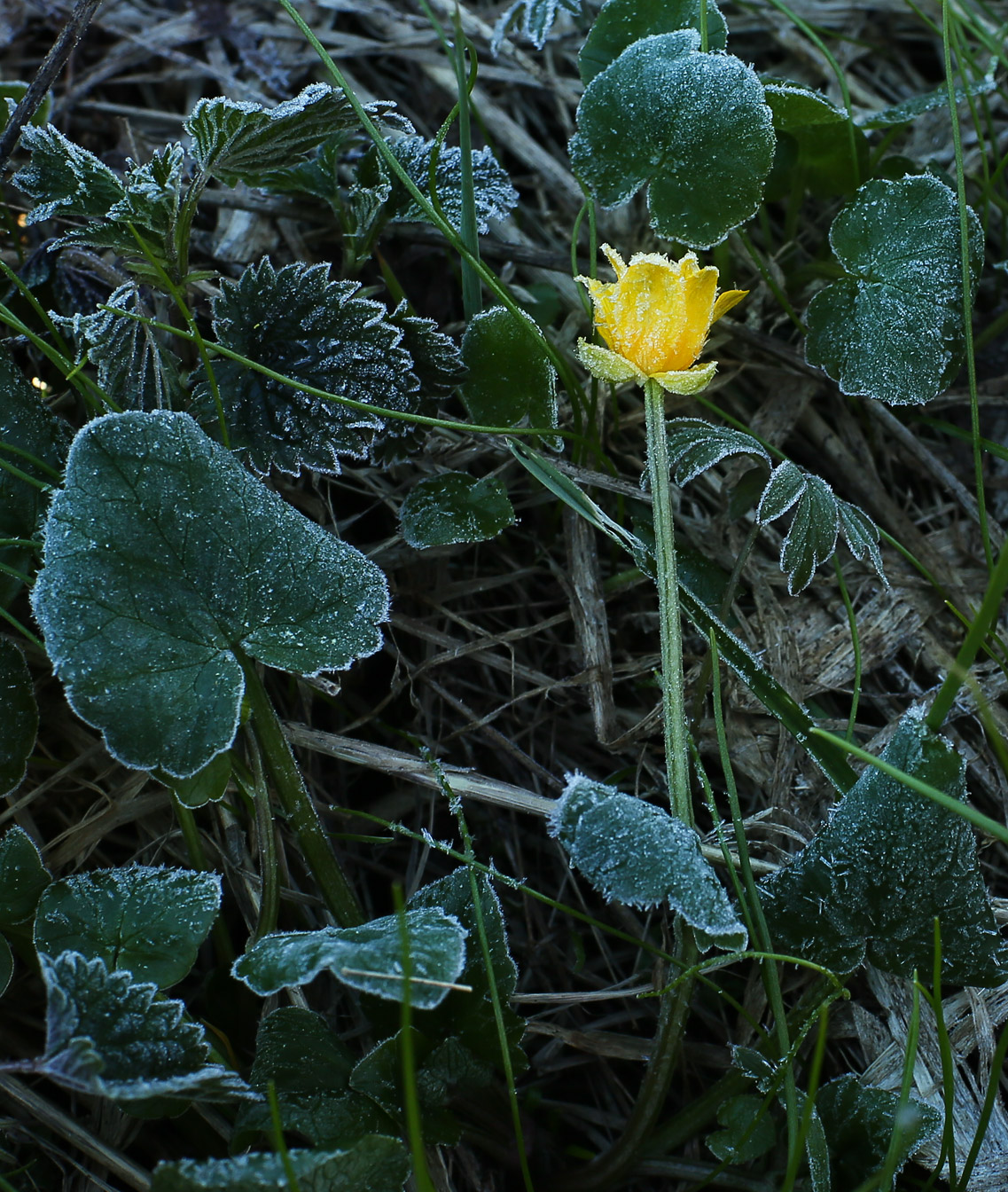 Image of Ficaria verna specimen.