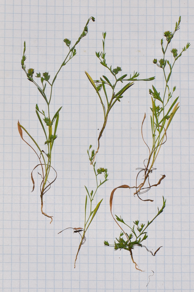 Image of Bupleurum semicompositum specimen.