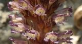 Orobanche grenieri