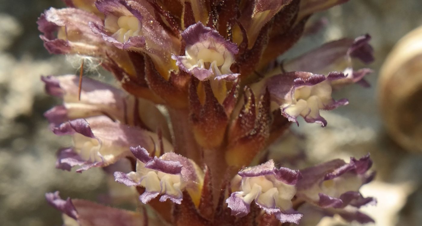 Image of Orobanche grenieri specimen.