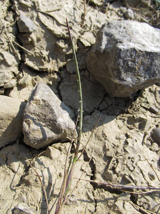 Image of Monerma cylindrica specimen.