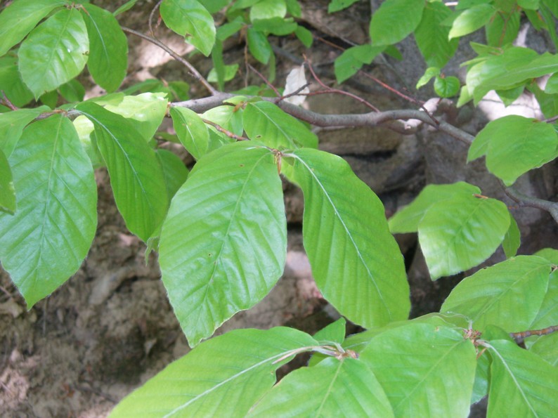 Image of Fagus × taurica specimen.