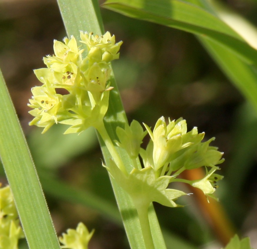 Image of Alchemilla glabra specimen.