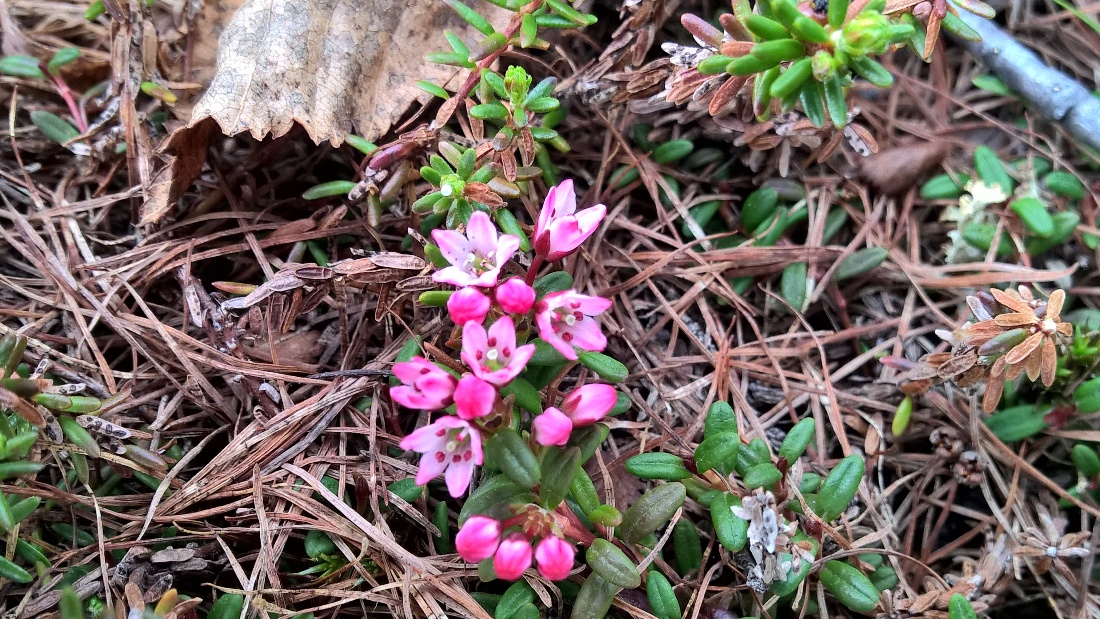 Изображение особи Loiseleuria procumbens.