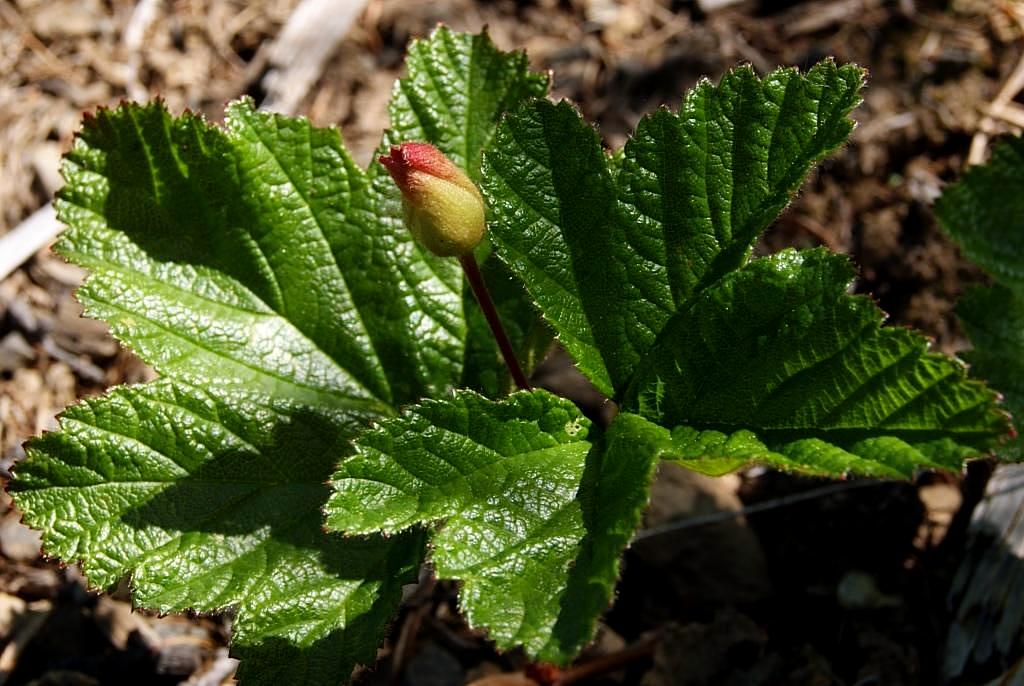 Image of Rubus chamaemorus specimen.