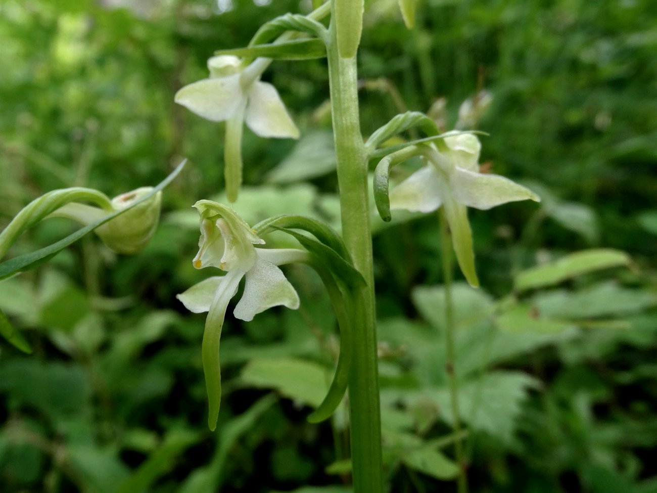 Image of Platanthera densa specimen.