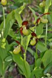 Cypripedium calceolus