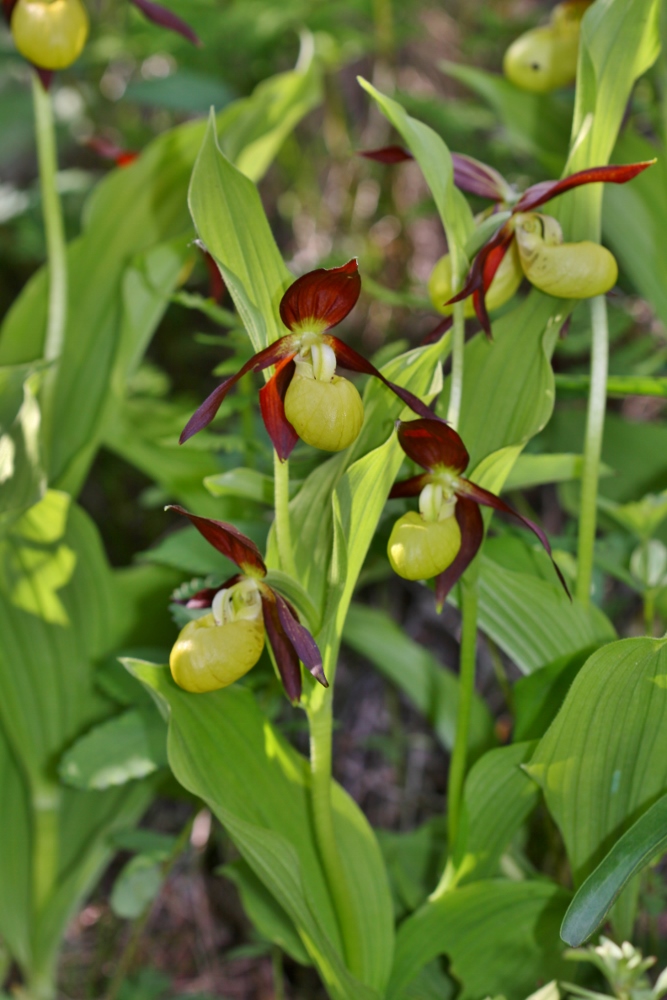 Image of Cypripedium calceolus specimen.