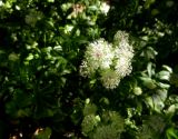 Astrantia major. Верхушка цветущего растения. Москва, Филиал Ботсада МГУ \"Аптекарский огород\", центральный партер. 05.07.2016.