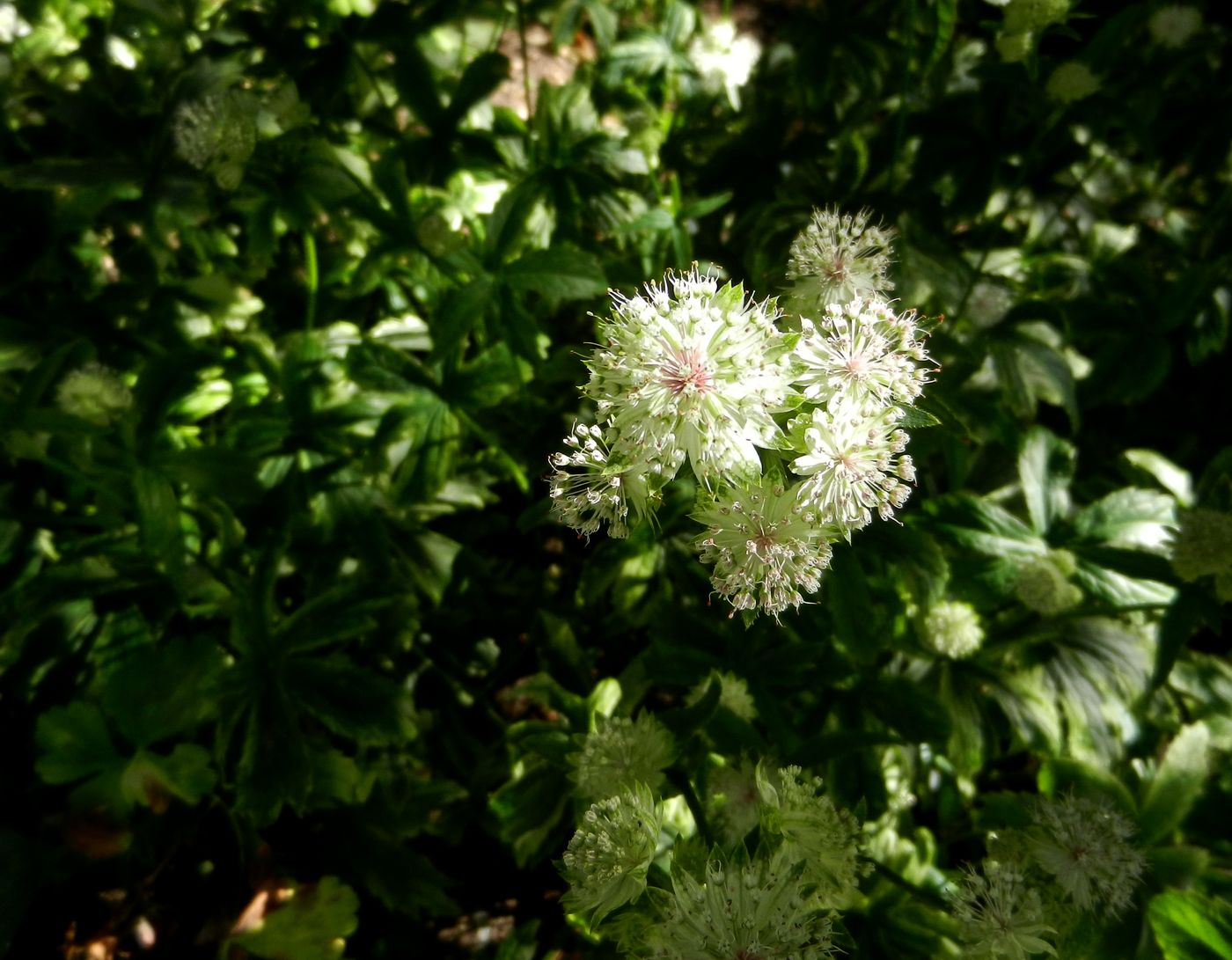 Изображение особи Astrantia major.