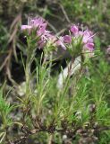 Thymus helendzhicus