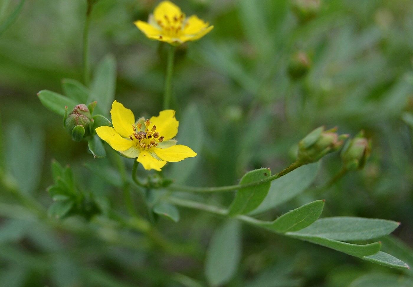 Image of Potentilla bifurca specimen.